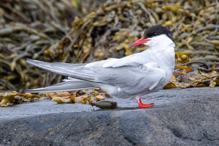 Arctic Tern on the Fife Coast with black cap, red beak and feet, standing on a rock near seaweed.