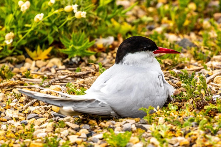 Resting Arctic Tern on the Fife Coast. Bird has a black cap, red beak, and grey and white feathers.