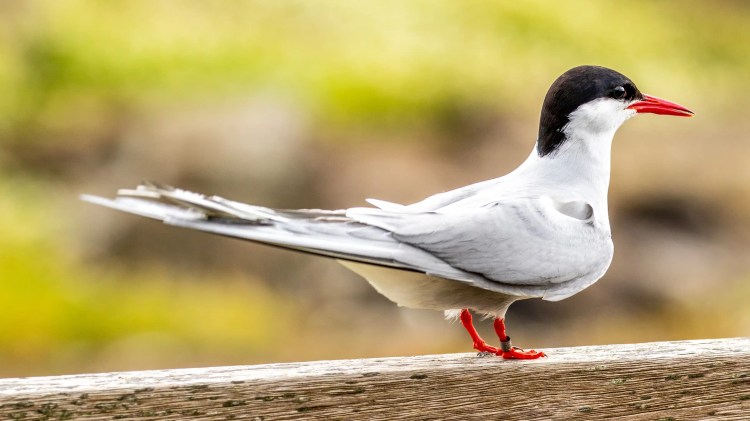 Arctic Tern on the Fife Coast, with black cap, red beak and feet, perched on a wooden rail.