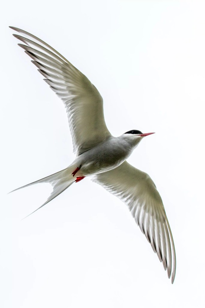 Arctic tern in flight along the Fife Coast.