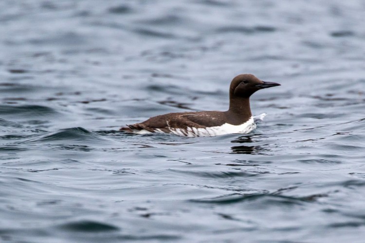 Black guillemot swimming in the sea off the Fife Coast.
