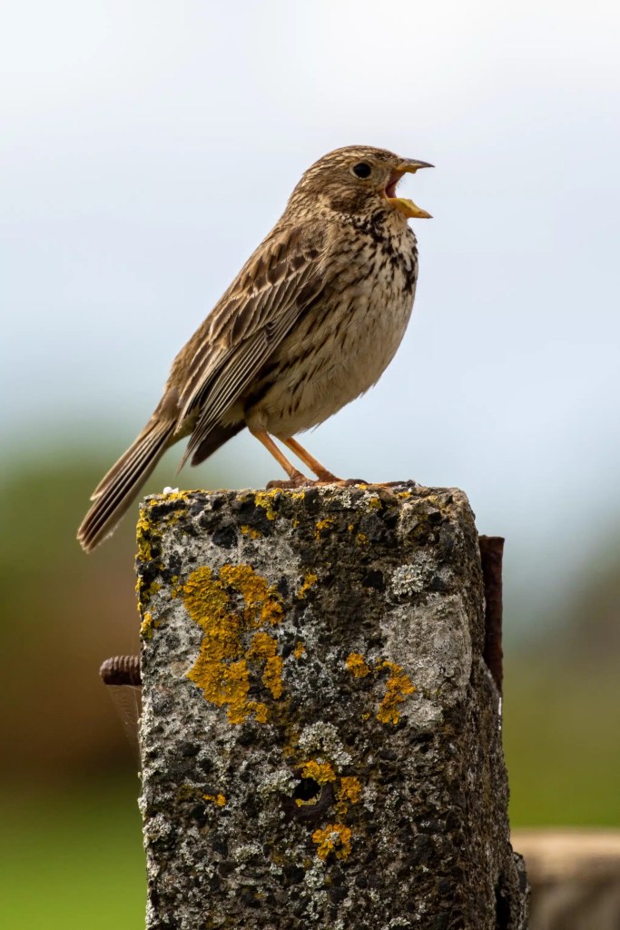 Singing skylark on a lichen-covered post along the Fife Coast.