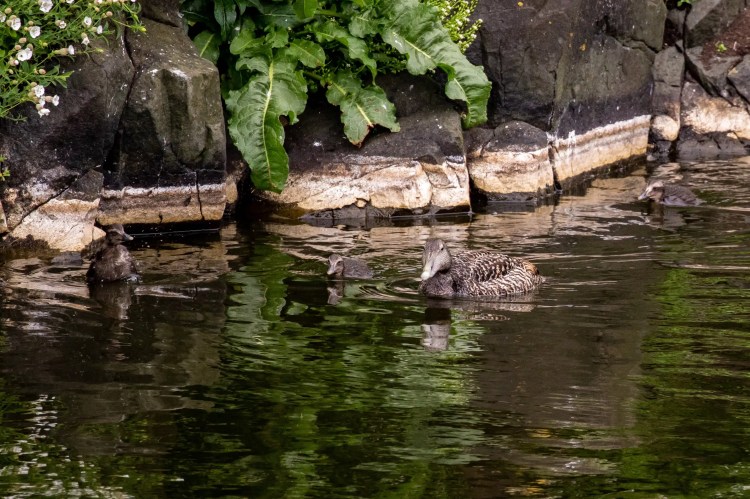 Duck with ducklings swimming near the Fife Coast shoreline.