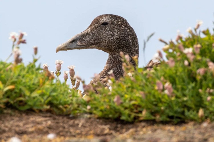 Female eider duck head peeking from coastal vegetation on the Fife Coast.