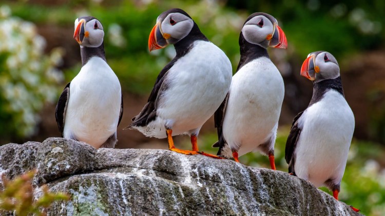 Atlantic puffins on a rock. Fife Coast wildlife.