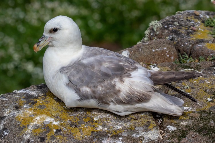 Fulmar bird resting on a rocky outcrop along the Fife Coast.