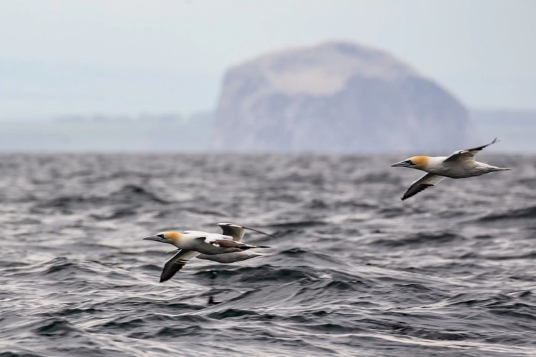Gannets flying over the sea near the Fife coast, with Bass Rock in the background.