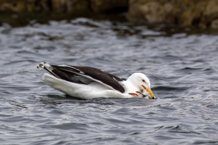 Seagull swimming in the Firth of Forth off the Fife Coast.