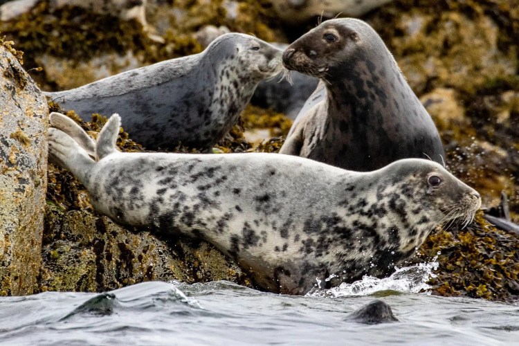 Grey seals on the Fife Coast rocks near the water.
