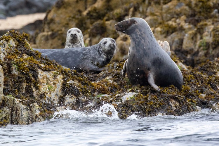 Seals on the Fife Coast: Three grey seals resting on seaweed-covered rocks with water splashing.