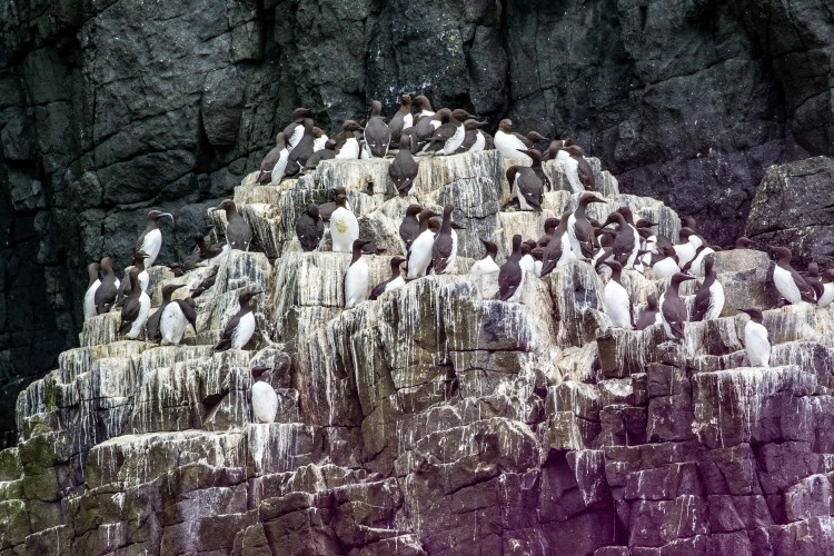 Guillemots nesting on the Fife Coast cliffs