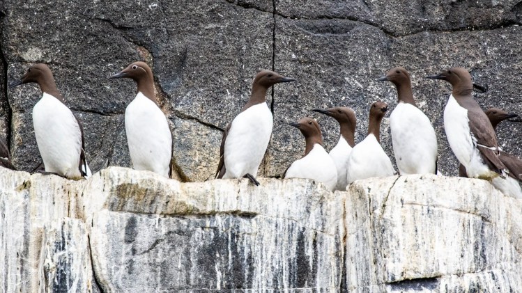 Guillemots perched on a cliff face on the Fife Coast.