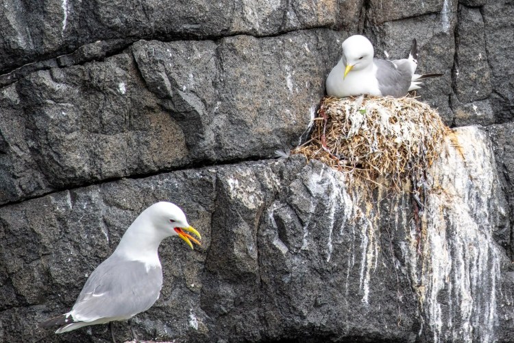 Kittiwakes nesting on a cliff face along the Fife Coast.