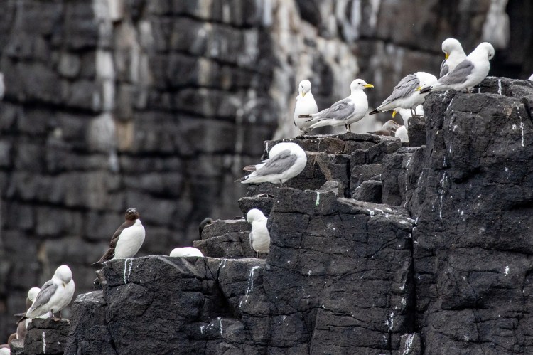 Seabirds nesting on the rocky Fife Coast cliffs.