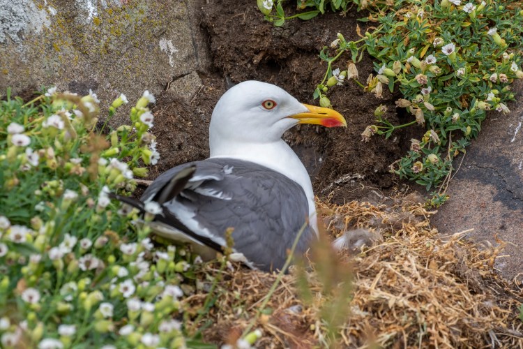 Herring gull nesting on the Fife Coast, Scotland. Bird is white and grey with a yellow beak and red spot.