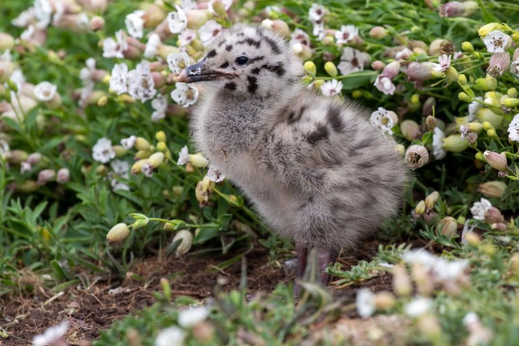 Fife Coast: A fluffy seagull chick stands among white flowers and green foliage on the ground.