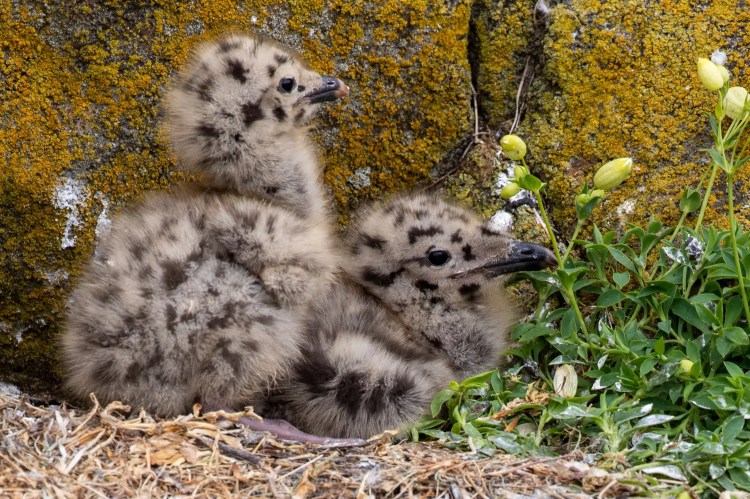 Two fluffy gull chicks nestled near the Fife Coast, blending with lichen-covered rocks and greenery.