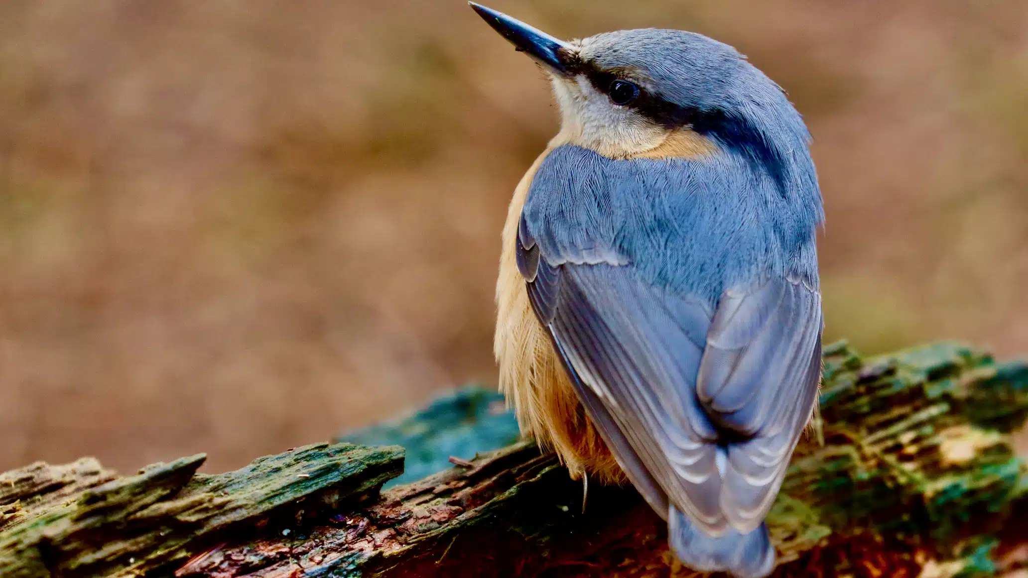 Nuthatch perched on a mossy branch, showcasing its blue and tan plumage in a bird art collaboration.