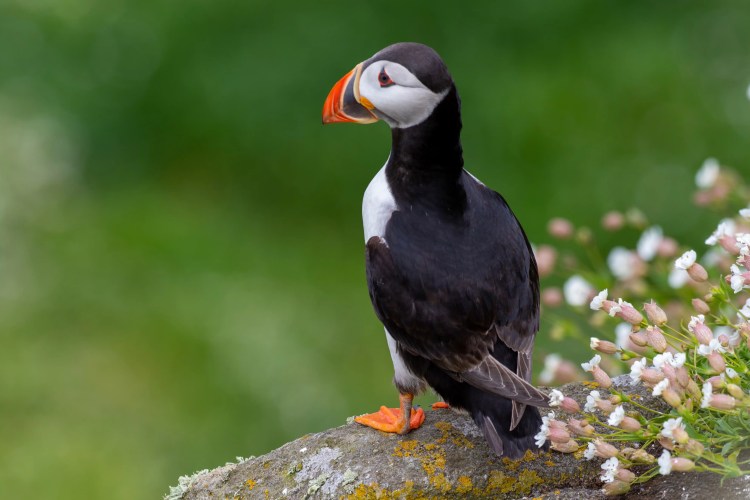 Puffin on the Fife coast, perched on a rock with wildflowers.