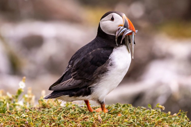 Puffin with fish in its beak on the Fife Coast.