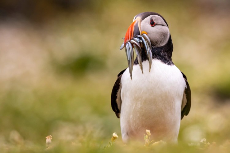 Puffin with a beak full of sand eels on the Fife Coast.