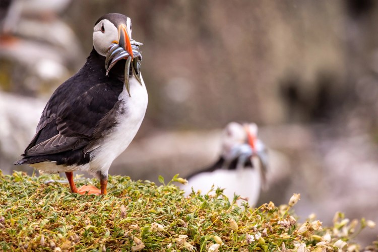 Puffin with a beak full of sand eels on the Fife Coast, Scotland. Another puffin is blurred in the background.