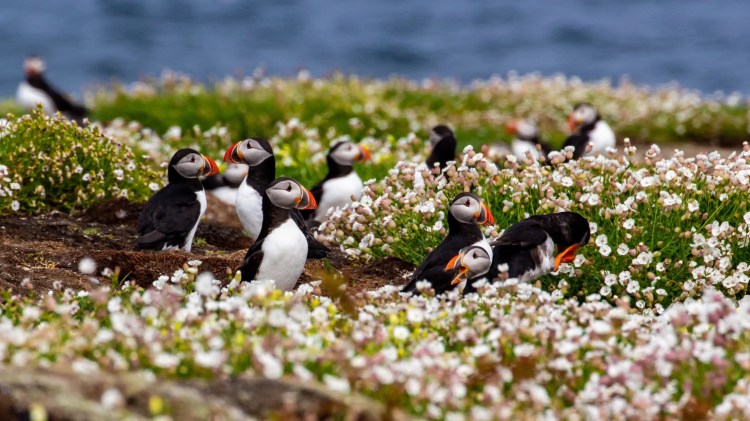 Atlantic Puffins in Fife Coast meadow with sea thrift flowers.