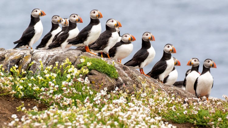 Atlantic puffins on the Fife Coast, perched on a rock with white flowers.