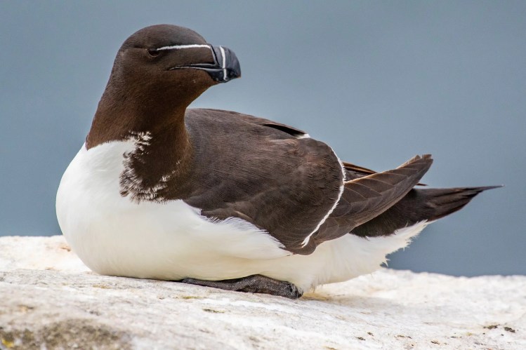 Razorbill bird resting on a rock along the Fife Coast, Scotland.