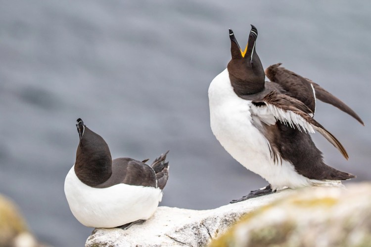 Razorbills on the Fife Coast, one with beak open