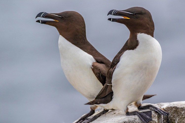 Two razorbills on the Fife Coast, perched on a rock.