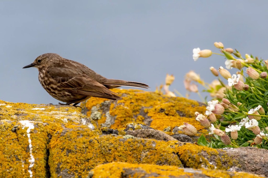Fife Coast bird on lichen-covered rock near sea campion flowers.