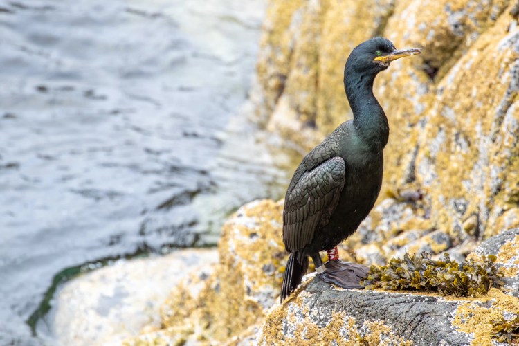 Shag bird perched on a rocky outcrop on the Fife Coast, near the water.