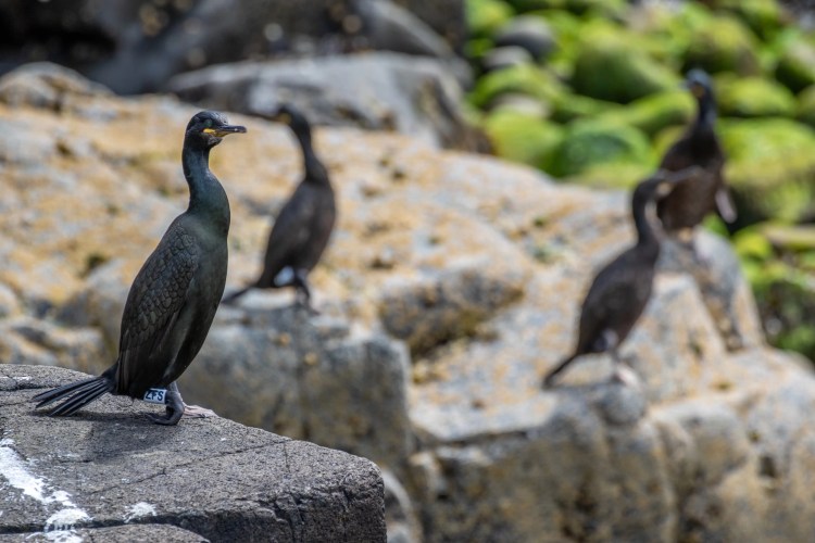 Shag seabirds on the Fife Coast rocks, with green algae background.