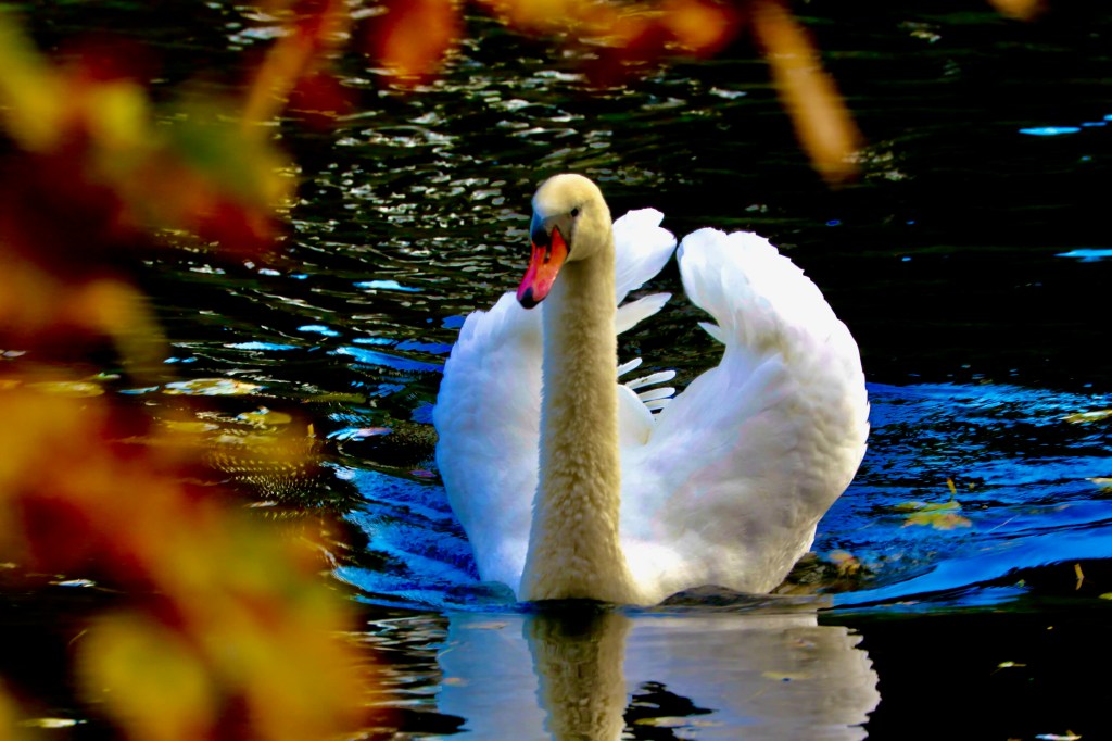 Swan with wings raised on water, a collaboration in bird art.