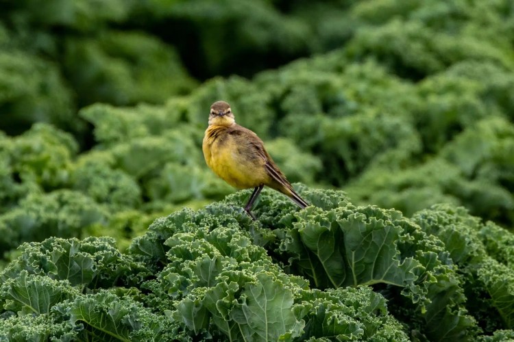 Yellow wagtail bird perched on vibrant green kale in Fife.