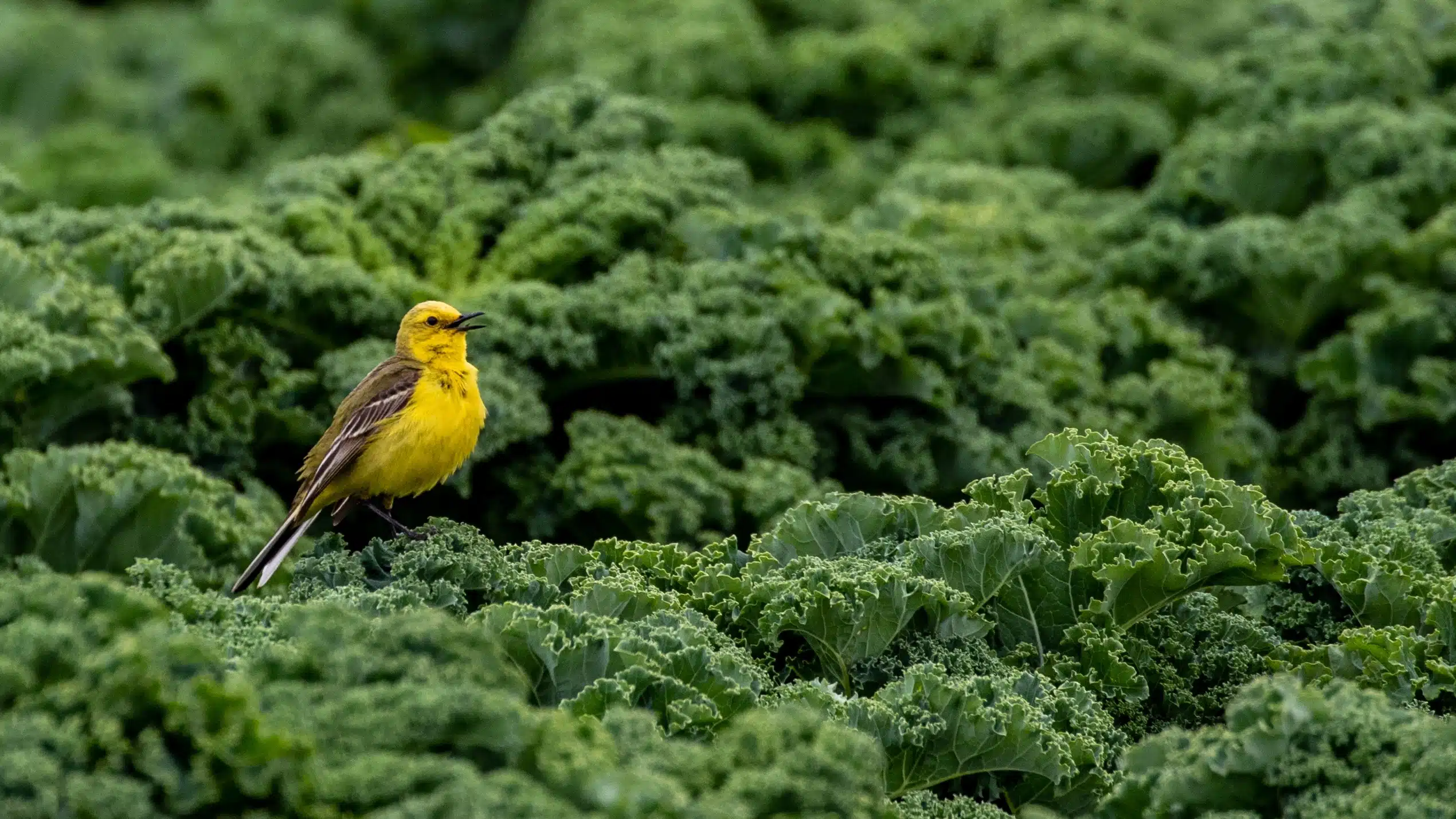 Yellow wagtail bird perched on lush green kale in Fife, Scotland.