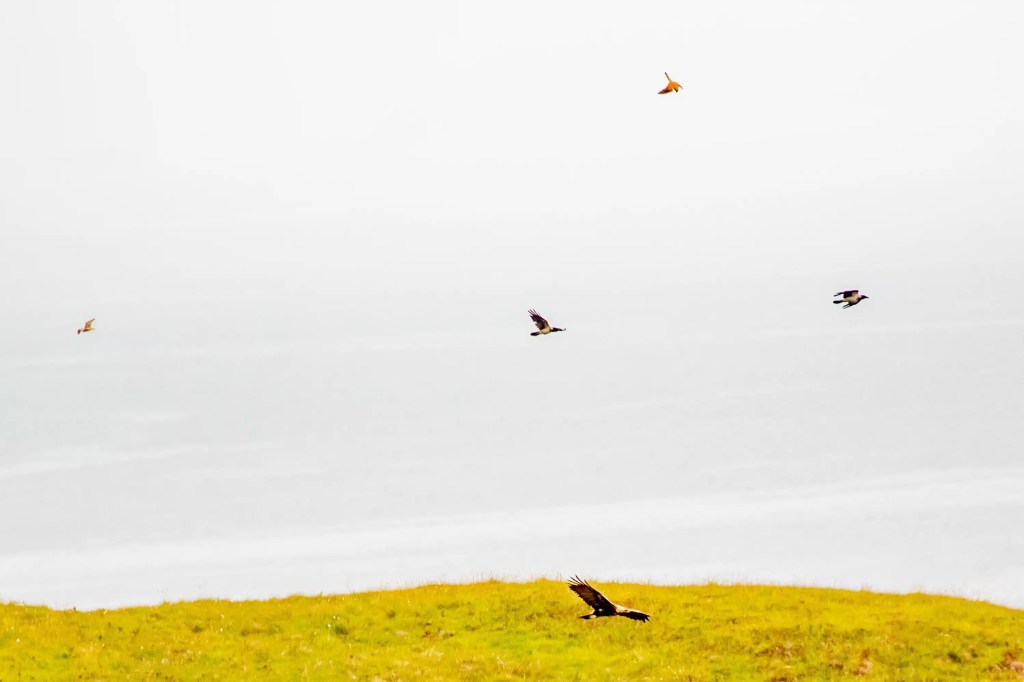 Golden eagles soaring over a grassy landscape on Mull.