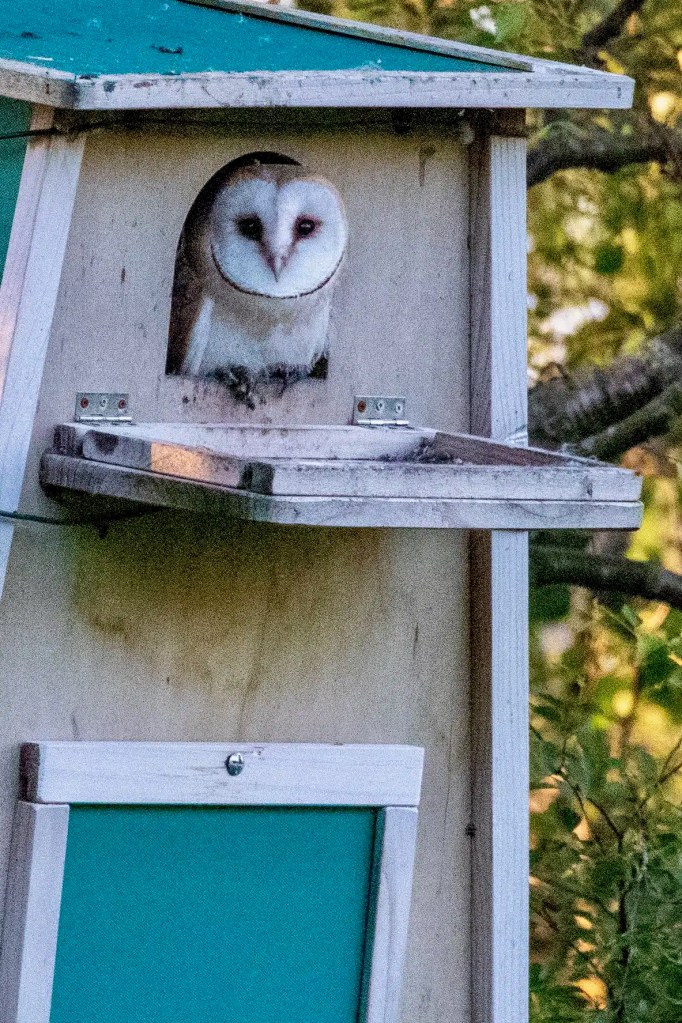 Barn owl peeking out of a nest box, part of the Wildlife on Mull.