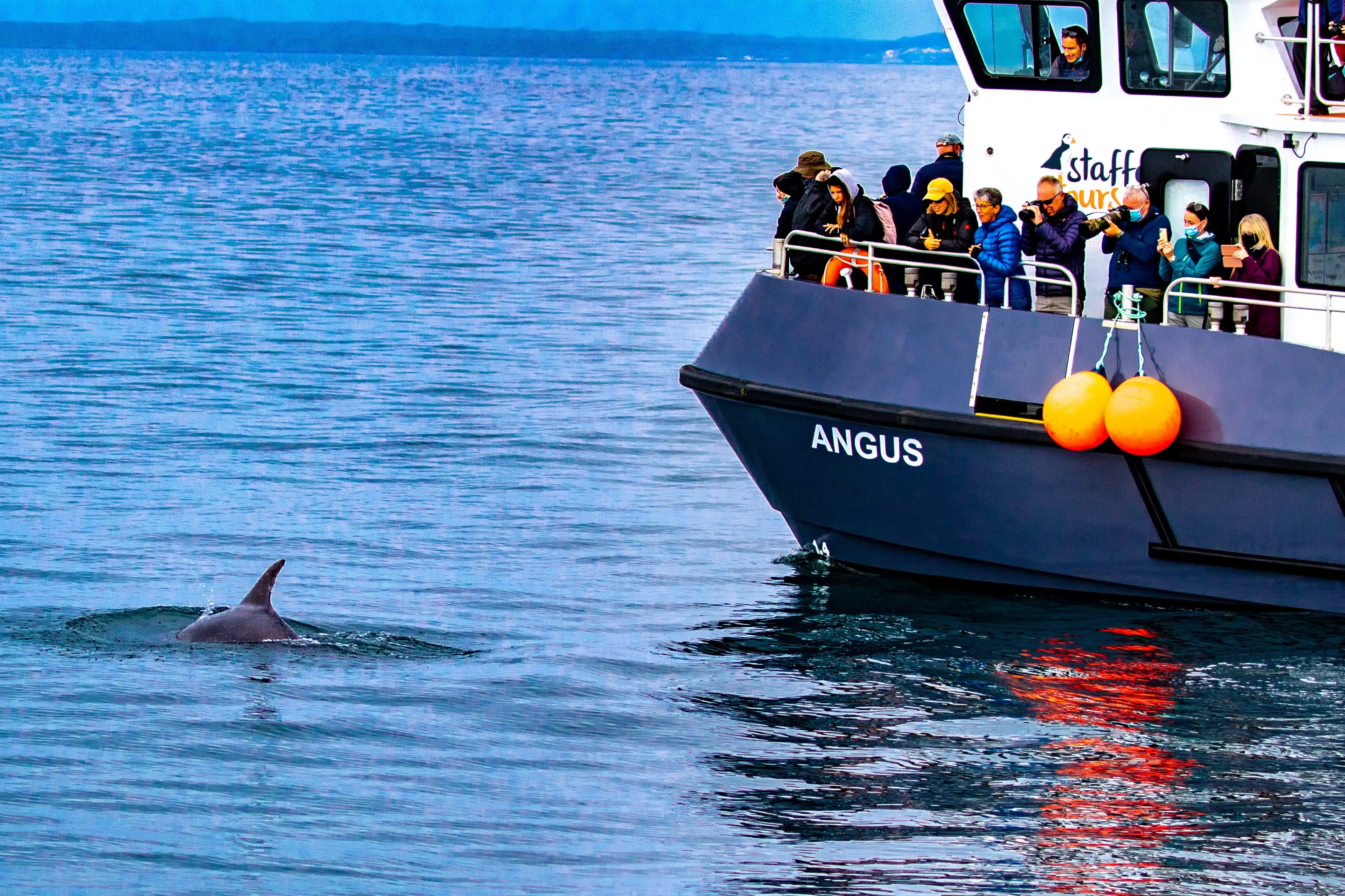 Dolphin swimming near "Angus" whale watching boat with tourists in Tobermory, Dolphins on Mull.