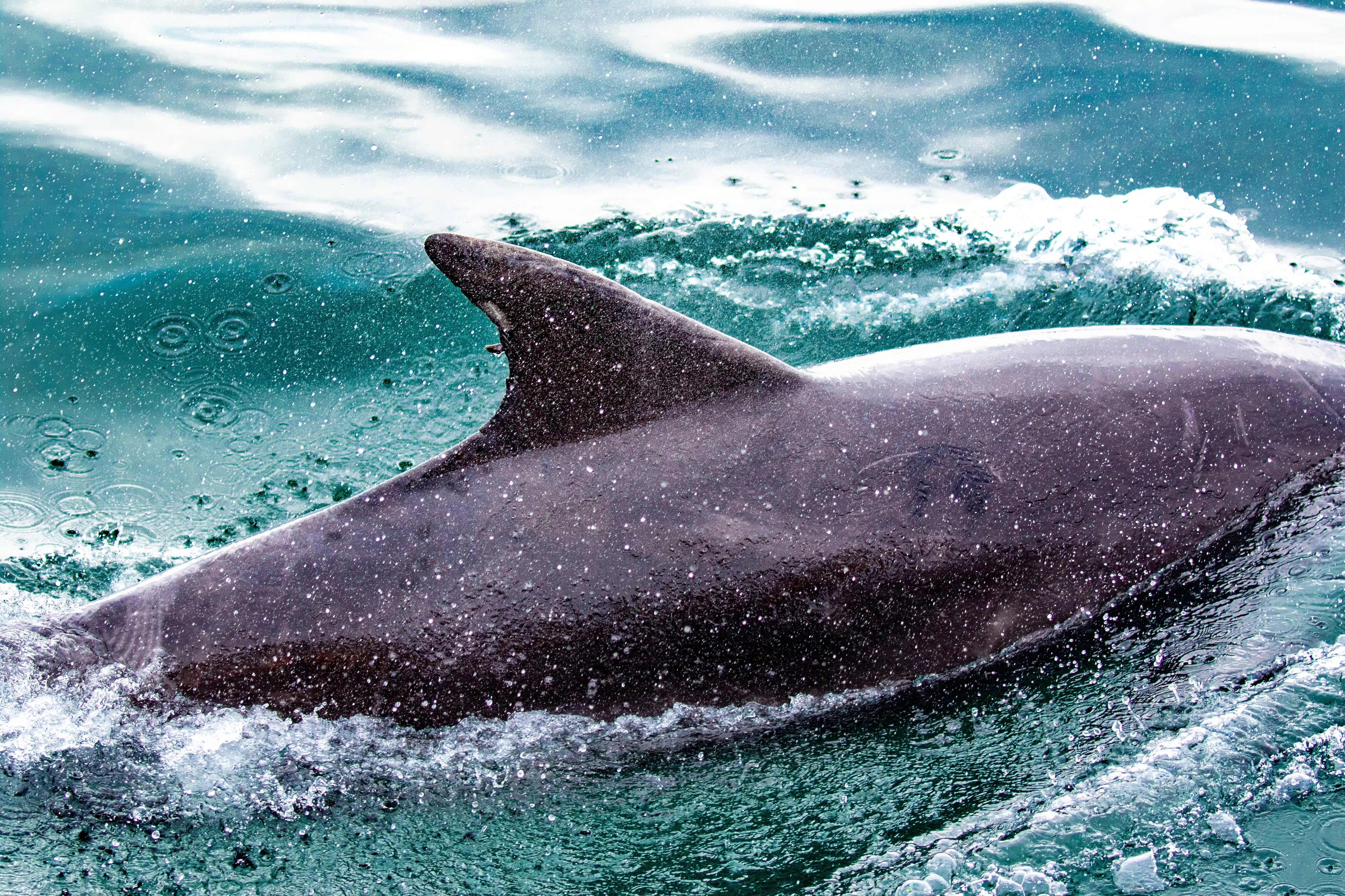 Dolphin swimming in the waters off Tobermory, Mull during a whale watching tour.
