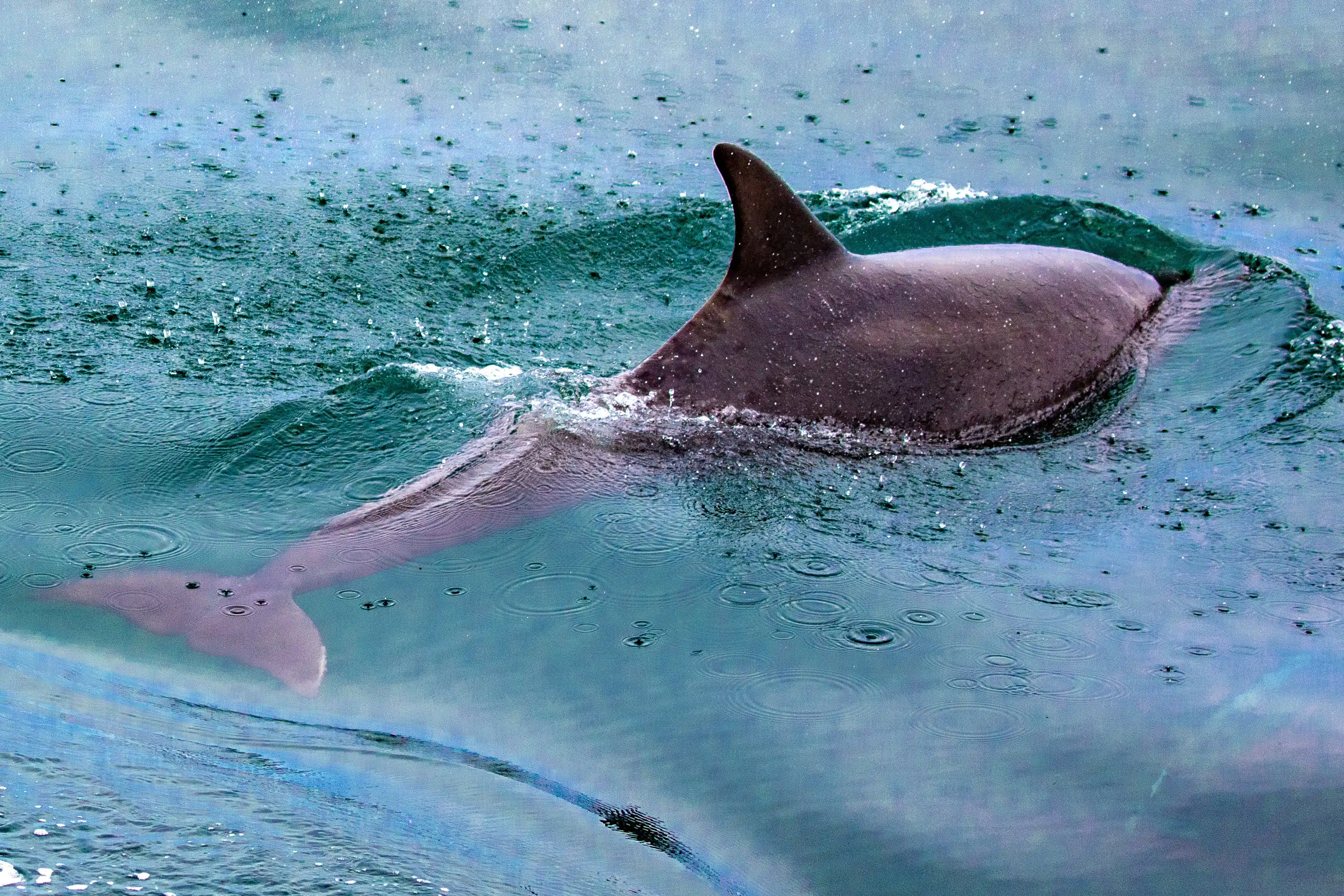 Dolphin swimming in the waters off Tobermory, Mull, during a whale watching tour.