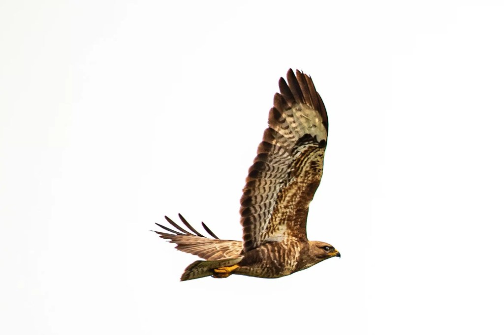 Buzzard soaring in flight, wings spread wide.