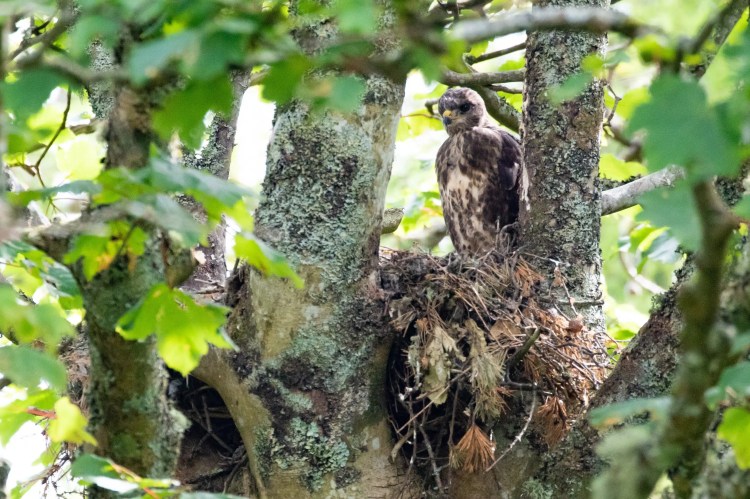 Young buzzard perched in a tree on Mull, camouflaged among leaves and branches. Wildlife on Mull.