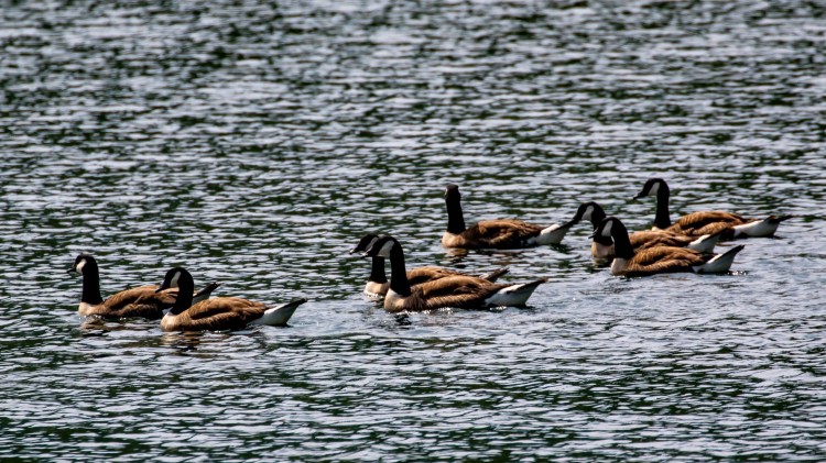Canada geese swimming on a lake, wildlife on Mull.