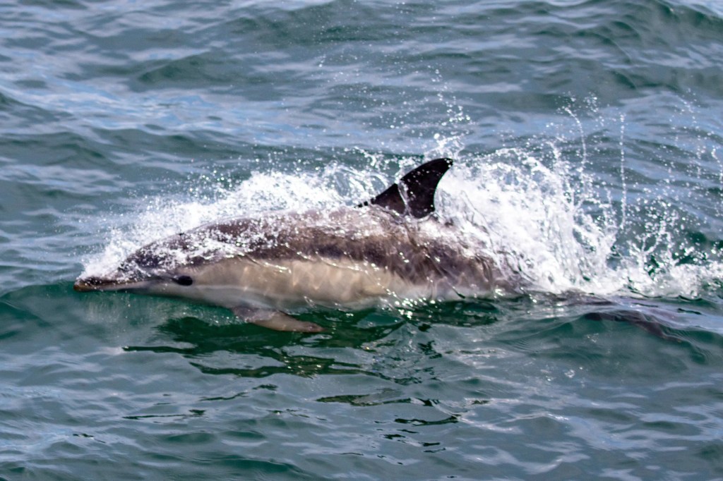 Dolphin breaching the water during whale watching off the coast of Tobermory, Mull.