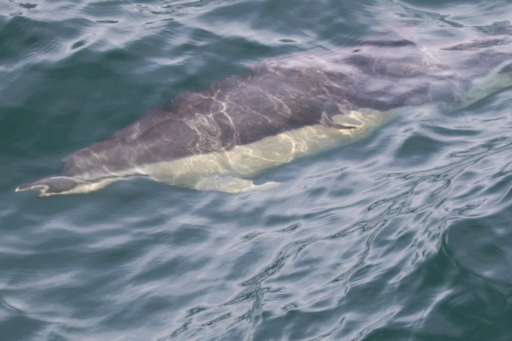 Dolphin swimming in the waters off Tobermory, Mull during a whale watching tour.