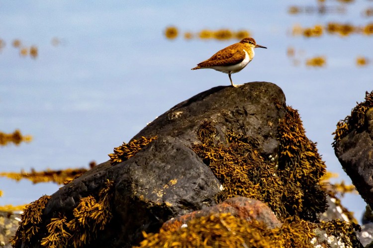Ruddy turnstone bird perched on a seaweed-covered rock on Mull. Wildlife on Mull.