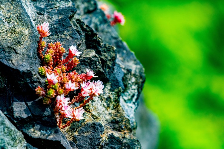 Tiny pink flowers bloom on a rock face; wildlife on Mull.