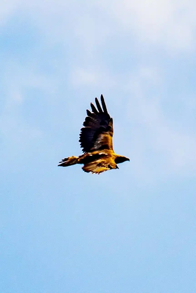 Golden eagle soars against a clear blue sky; Photographing Golden Eagles on Mull.